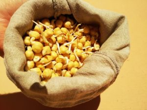 Kichererbsen Sprossen Keimen Beutel zur Sprossenzucht Kichererbsen